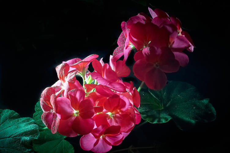 Floral - Pixel Studio Foto