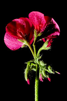 Floral - Pixel Studio Foto